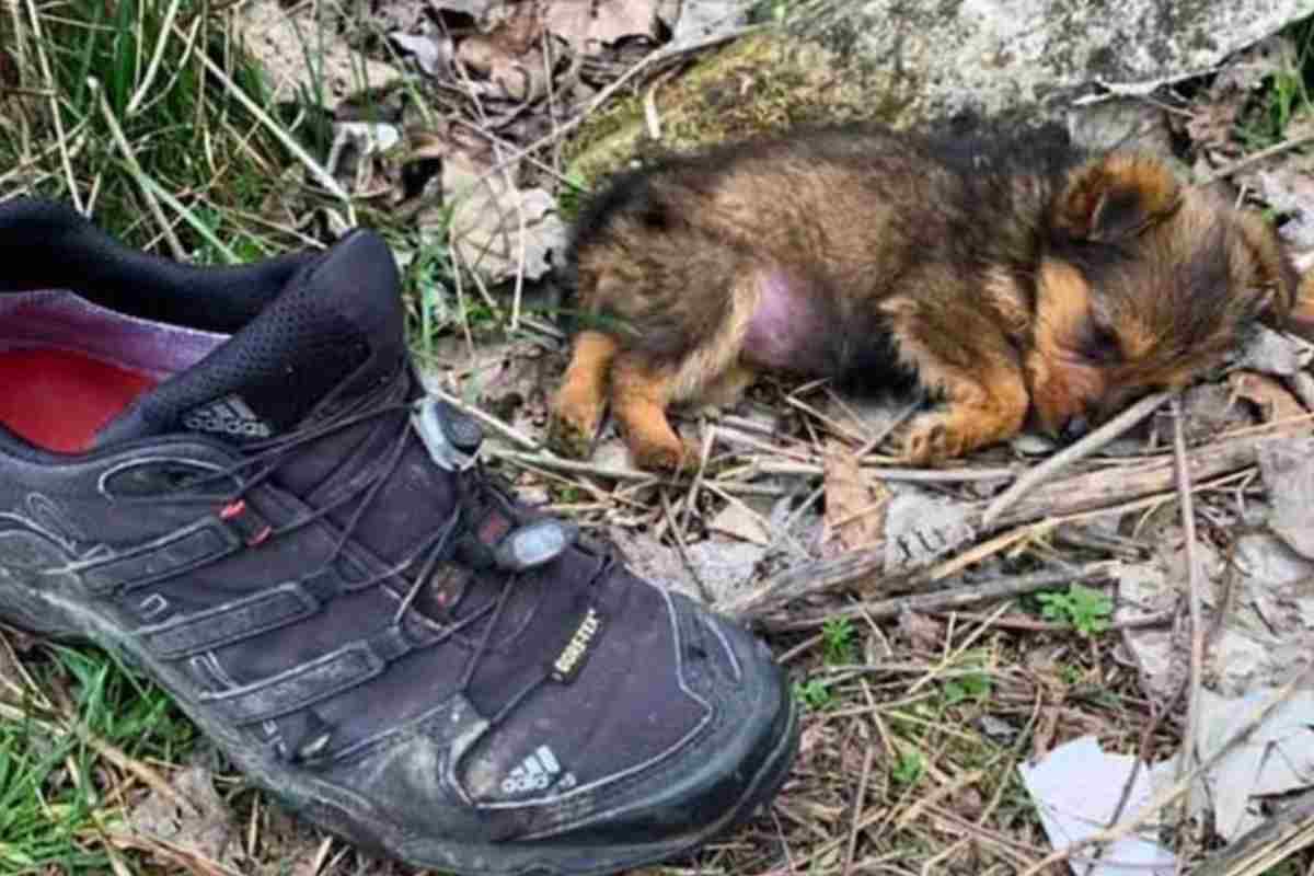 Il cucciolo trovato in una scarpa: la storia che sta facendo il giro del mondo