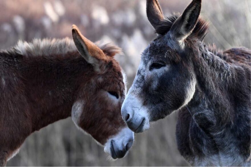 Asini della fattoria