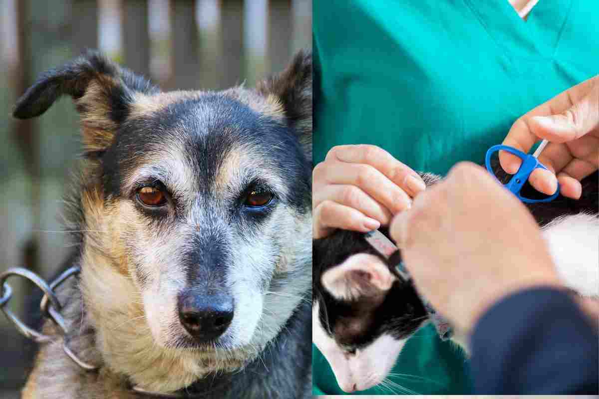 Cane alla catena e microchip