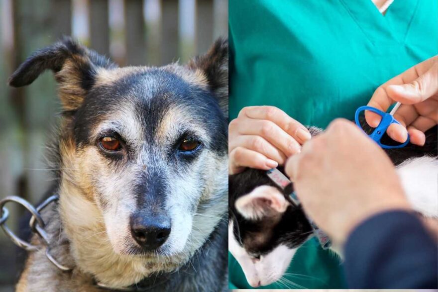 Cane alla catena e microchip