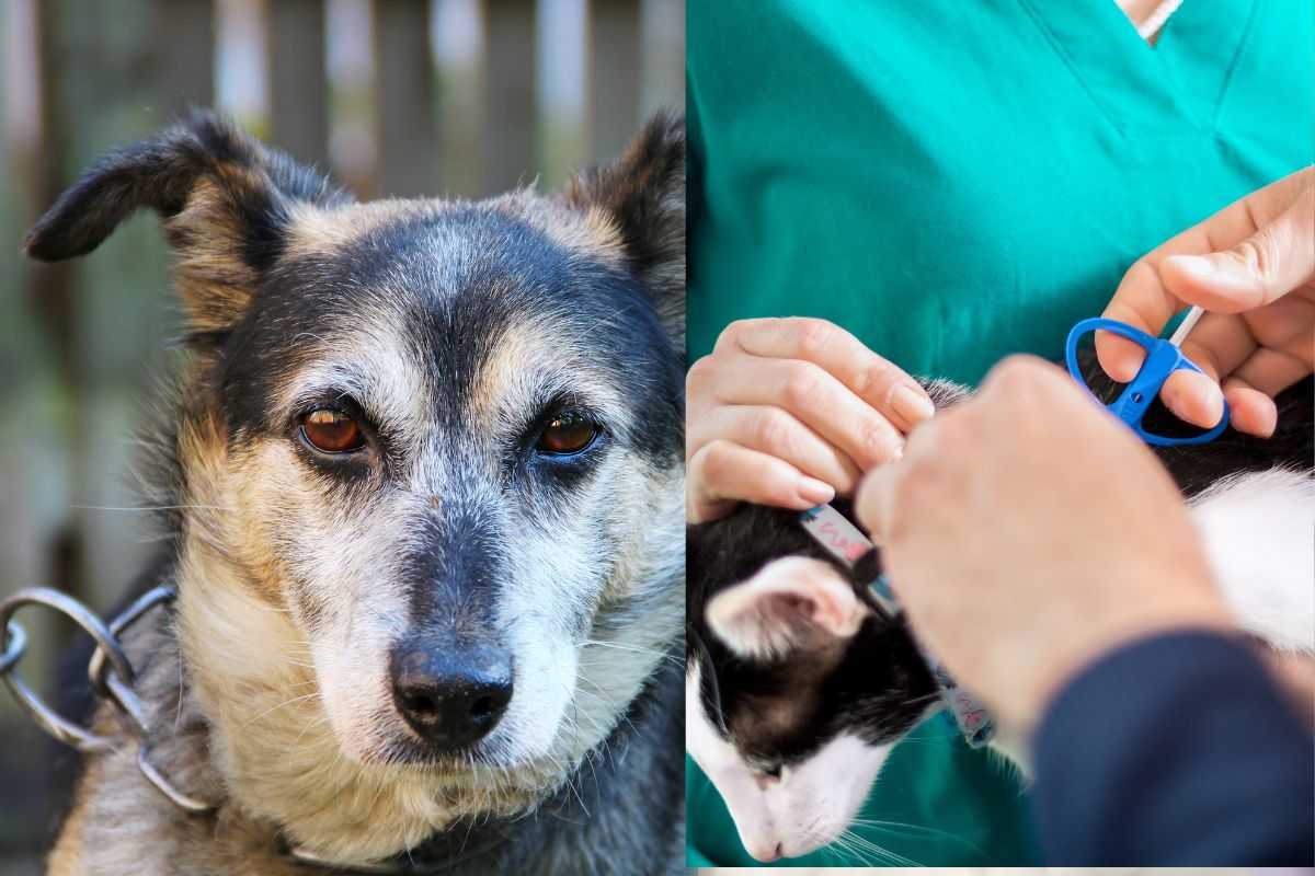 Cani e gatti: raggiunto l’accordo dell’Unione Europea per la tutela degli animali