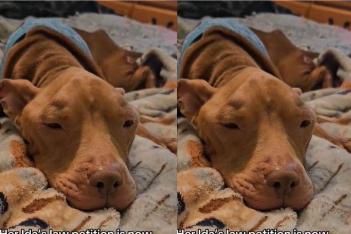 Il suo corpo scheletrico è stato ritrovato nella casa degli orrori: il cane ormai sembrava morto