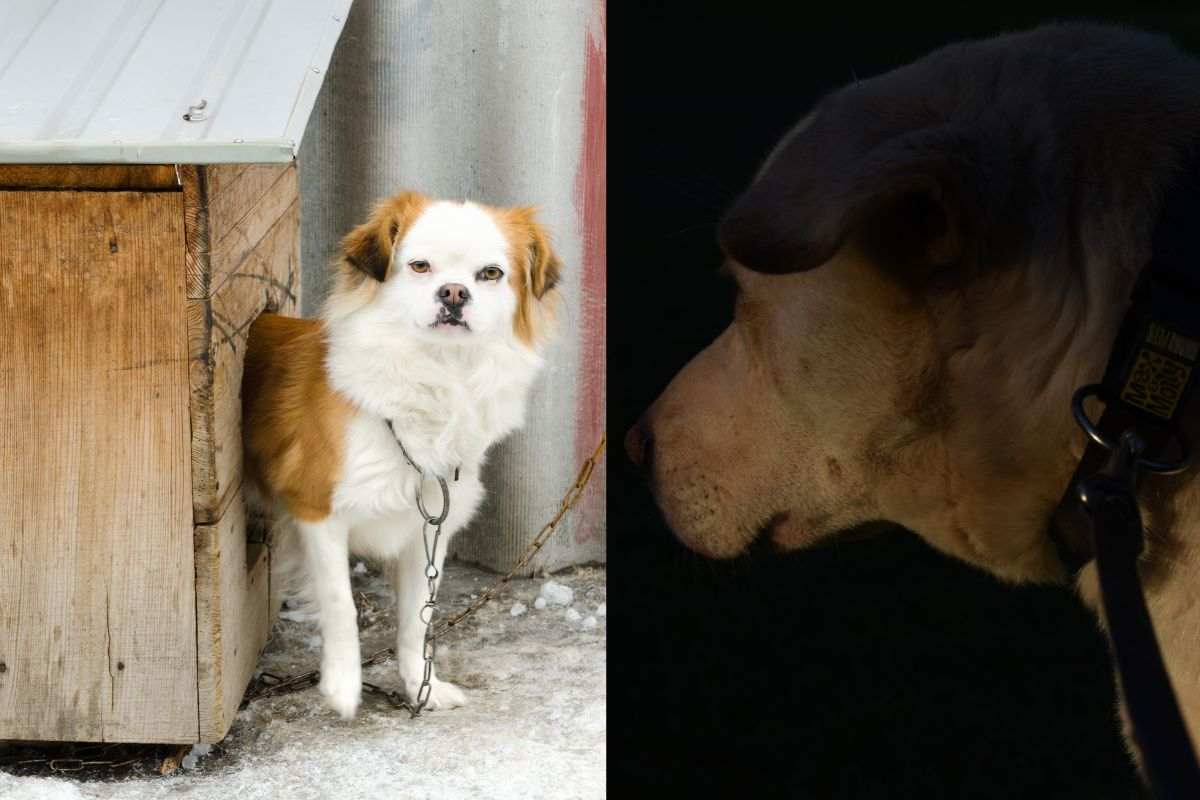 Cani maltrattati e denutriti restituiti al padrone: “In Italia il maltrattamento è un reato fantasma”