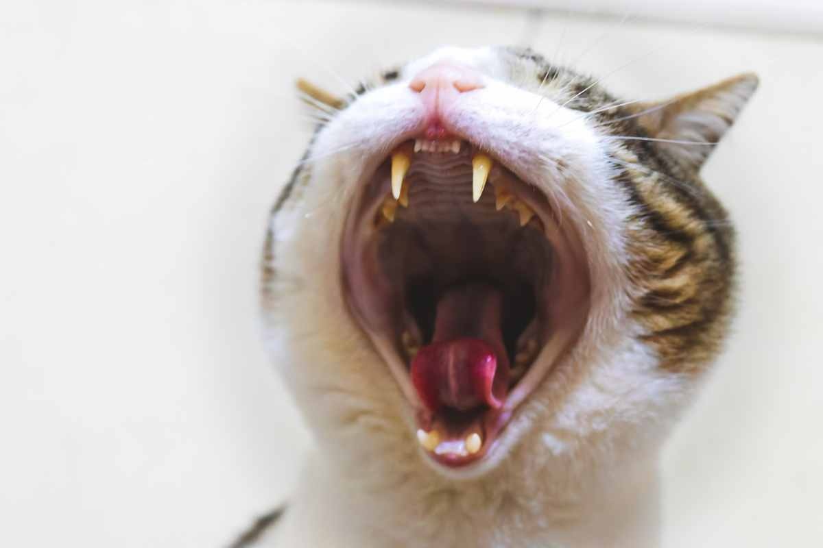 Gattino che sbadiglia