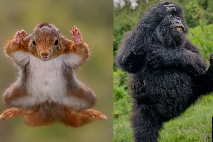 scoiattolo e gorilla