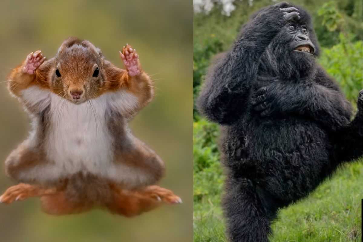 Scoiatolo volante e gorilla