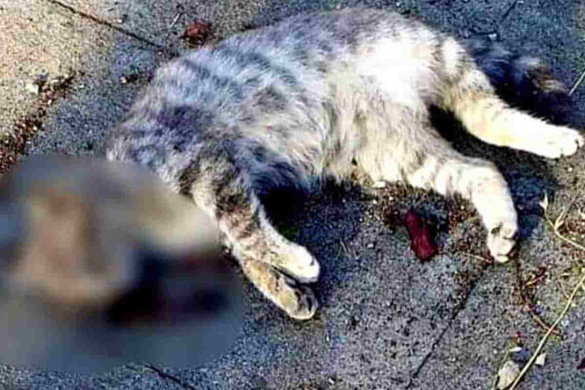 Gatto ucciso