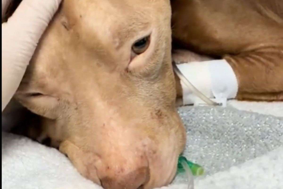 Cane ritrovato in fin di vita