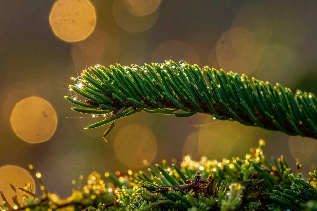 Primo piano di aghi di pino