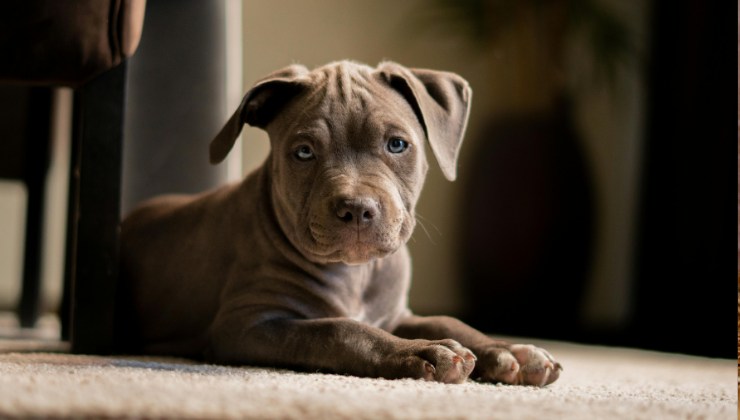 La cucciola di pitbull adottata insieme alla maialina dopo la morte del proprietario