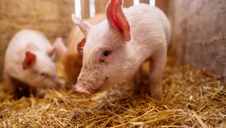 La maialina adottata insieme al Pitbull dopo la morte del proprietario