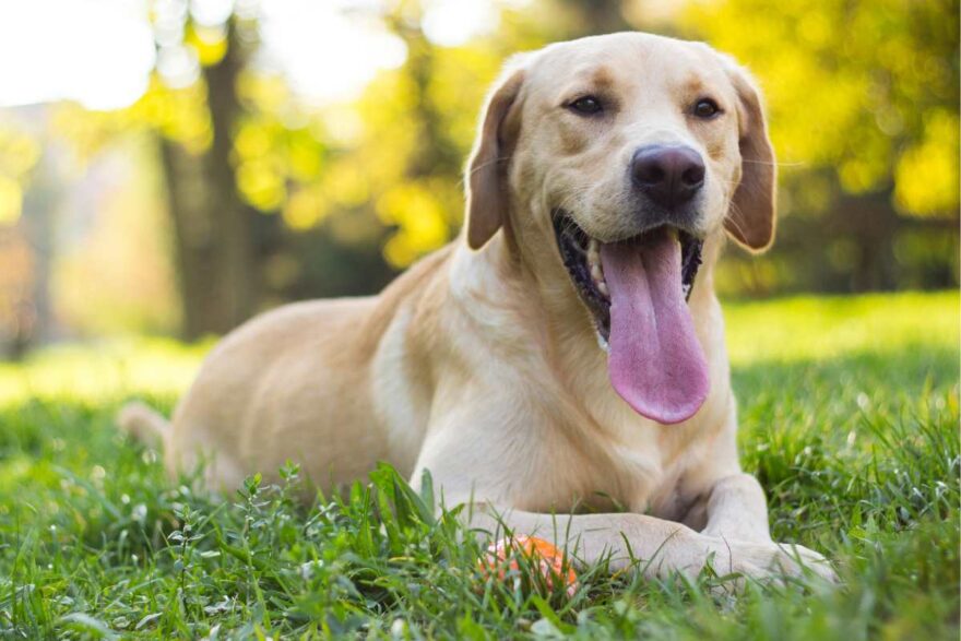 La scomparsa del cane Leo