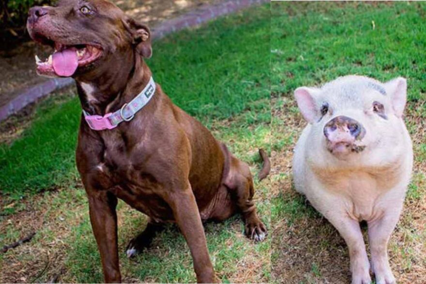 Penelope e Ruby, maiale e pitbull adottate insieme dopo la morte del proprietario