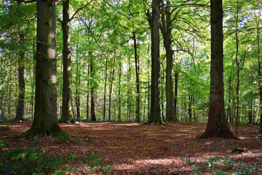 Pit bull veglia un bimbo di tre anni nel bosco