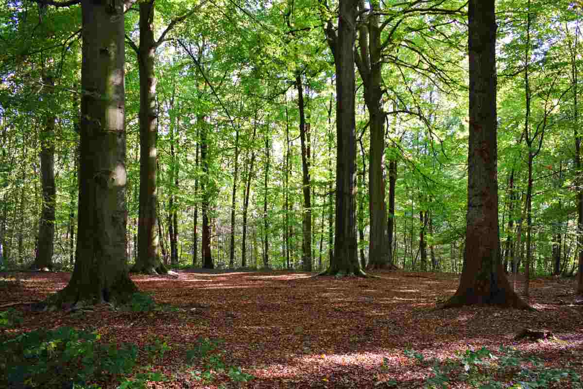 Pit bull veglia un bimbo di tre anni nel bosco