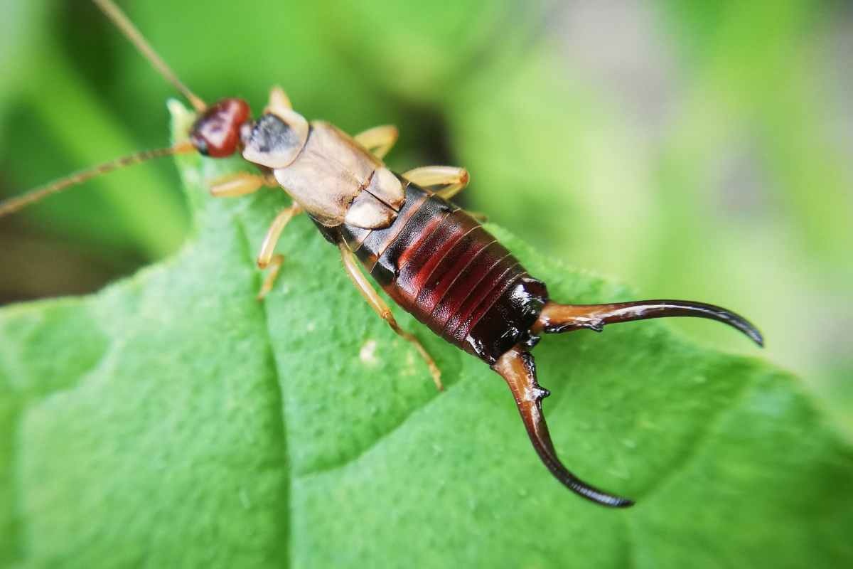 Insetto forbice su una foglia