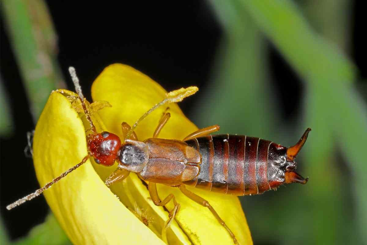 Insetto forbice su un fiore