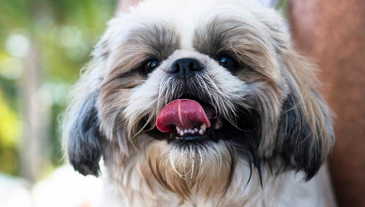 Shih Tzu