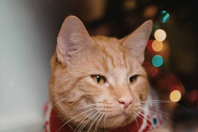 Gatto sotto l'albero di Natale