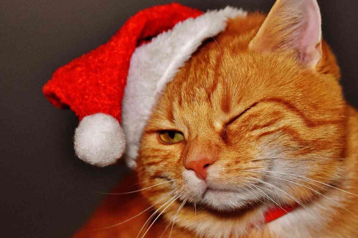 Gatto con cappellino di Babbo Natale