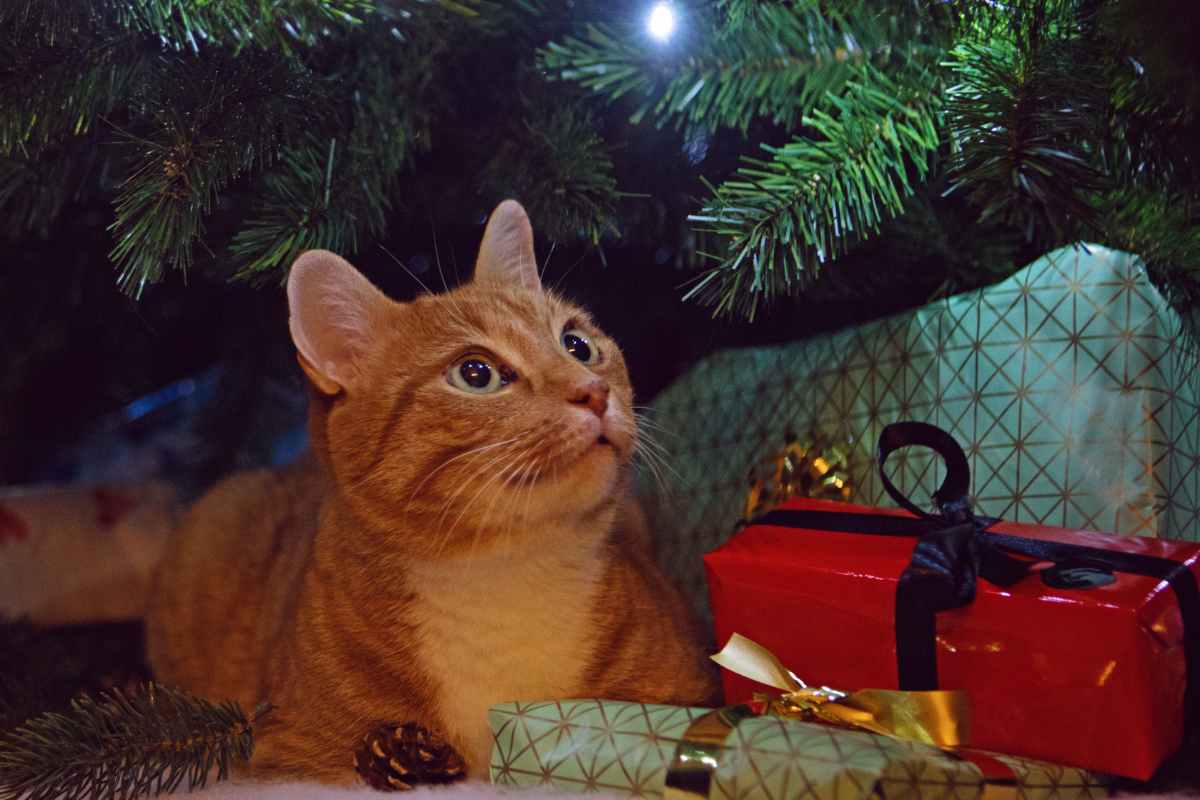 Gatto sotto l'albero di Natale con regali