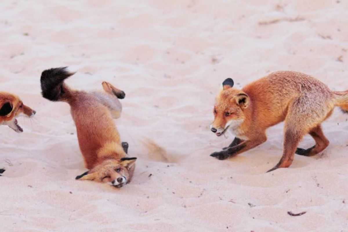 volpi che ballano