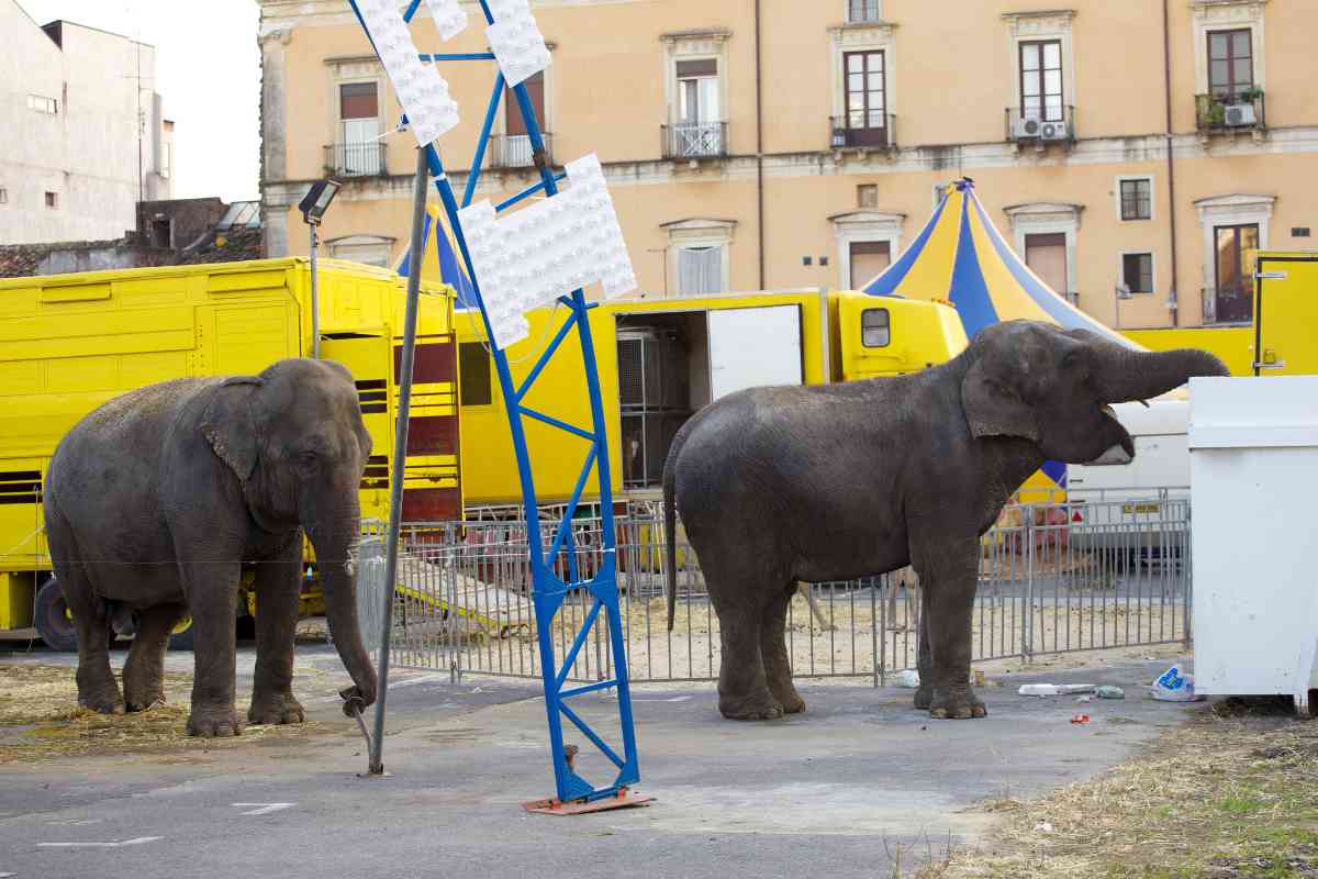animali del circo