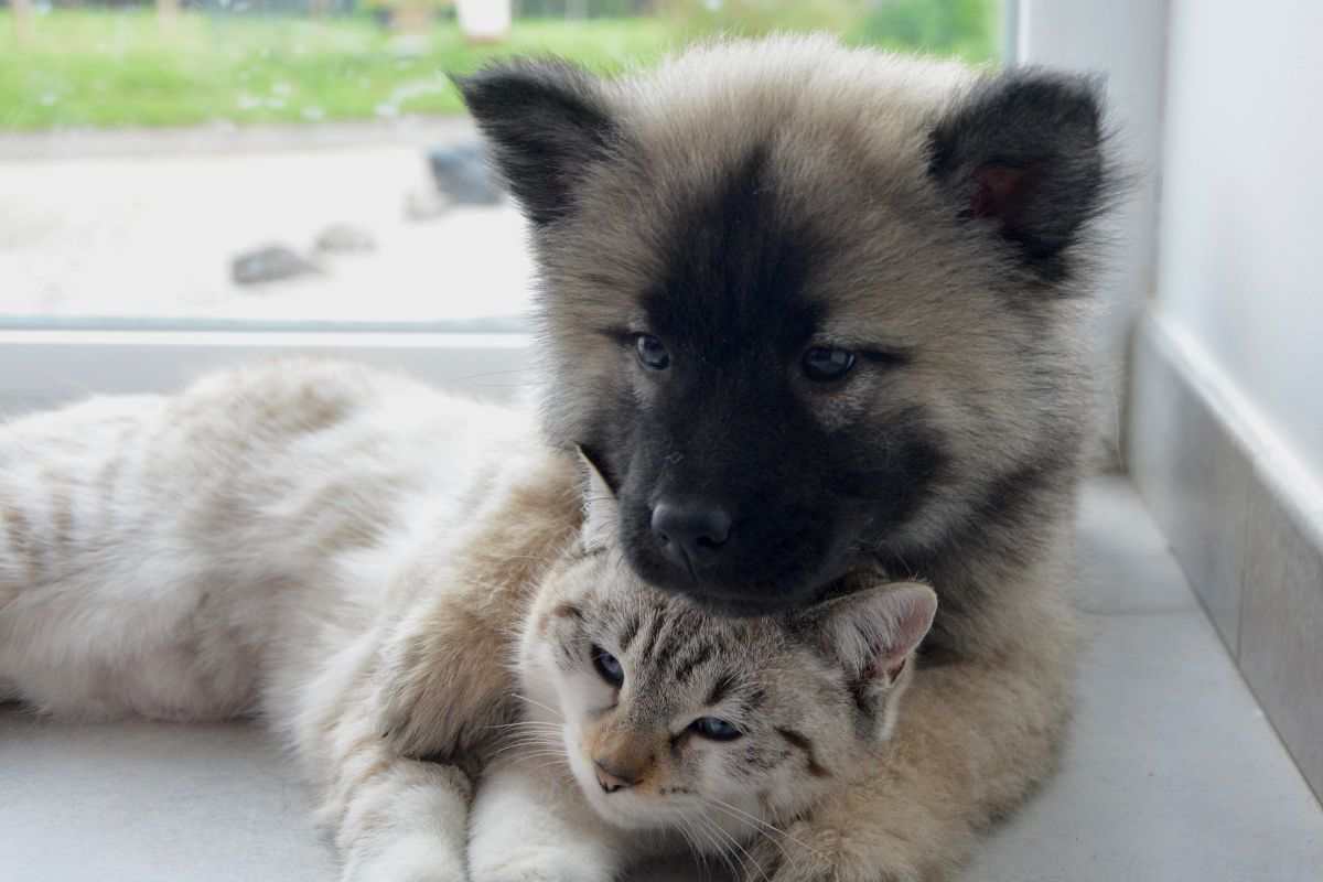 cane e gatto