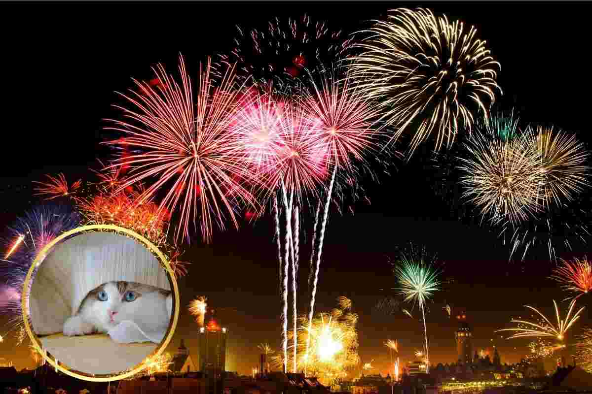 gatto sotto al letto