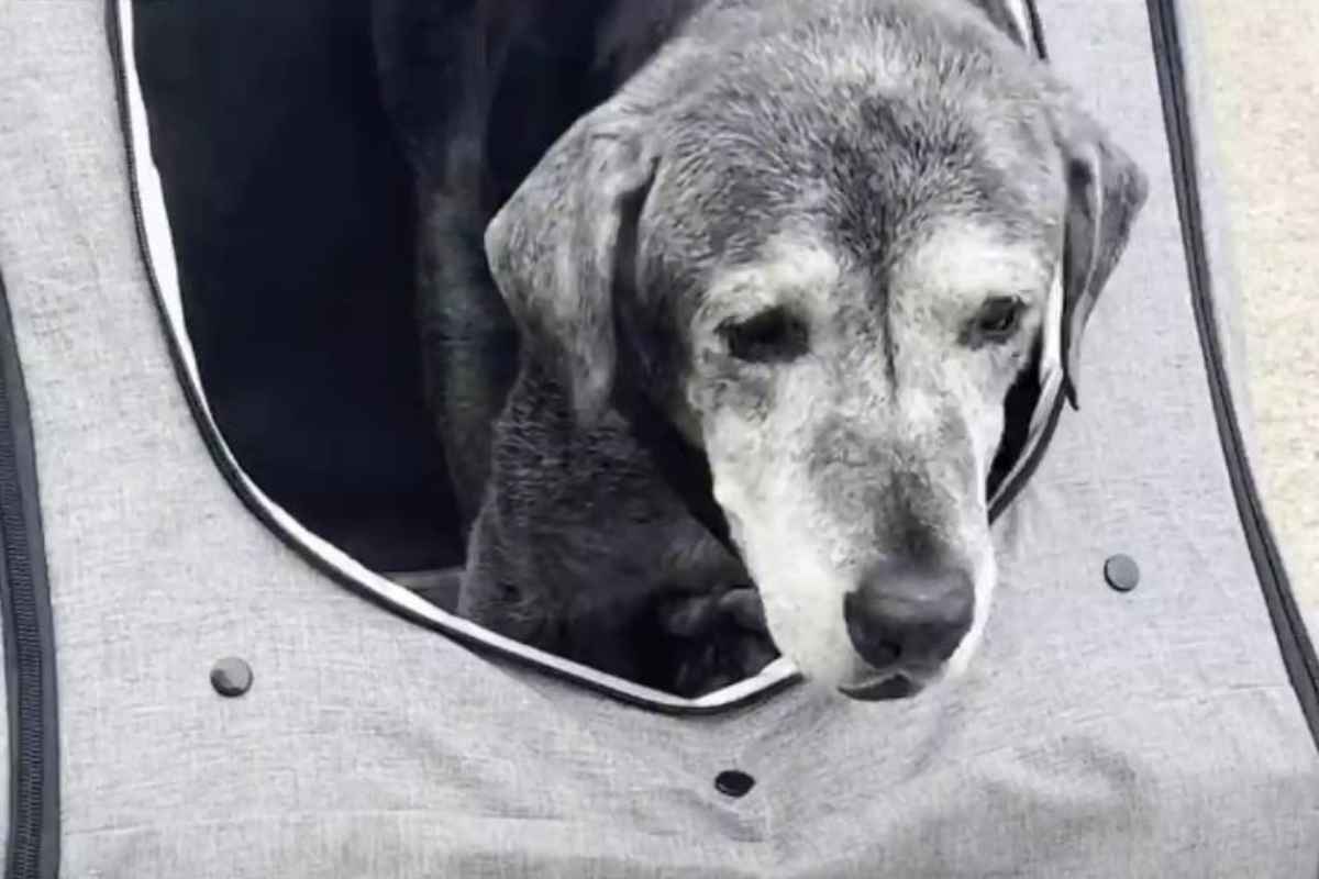 annie nel trasportino