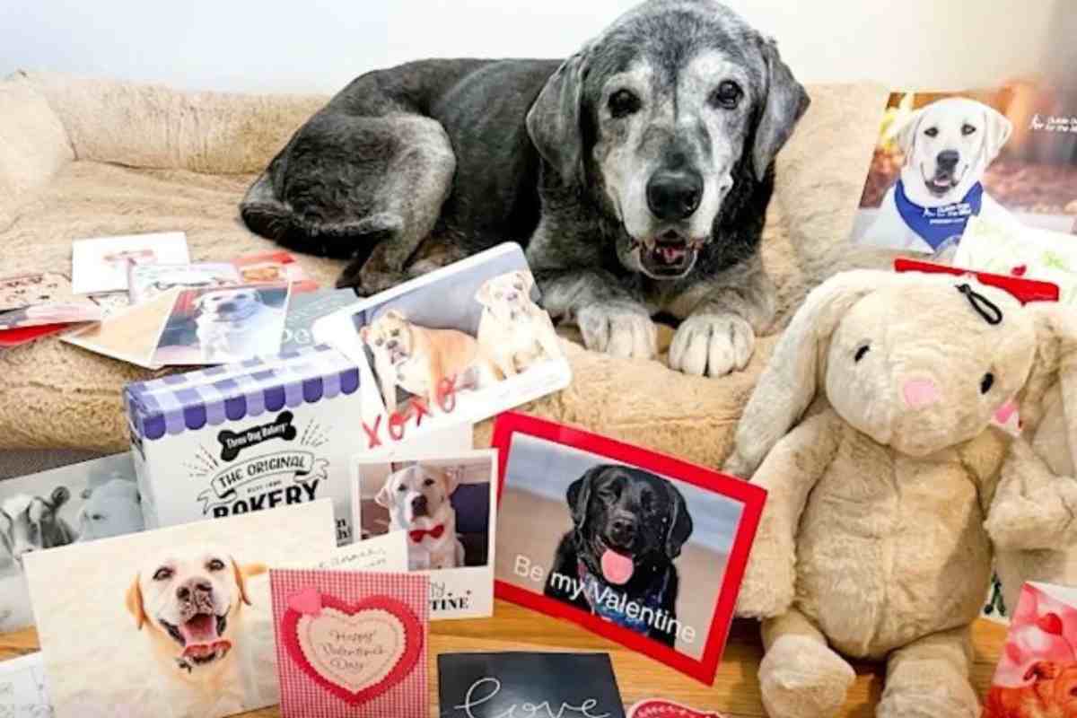 Dopo 19 anni in un rifugio, finalmente Annie ha un posto che può chiamare “casa”