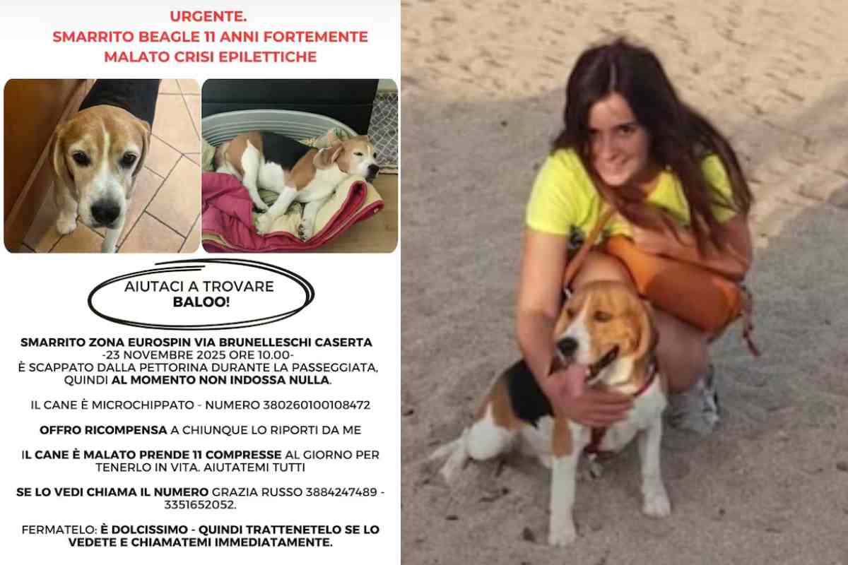 grazie baloo appello