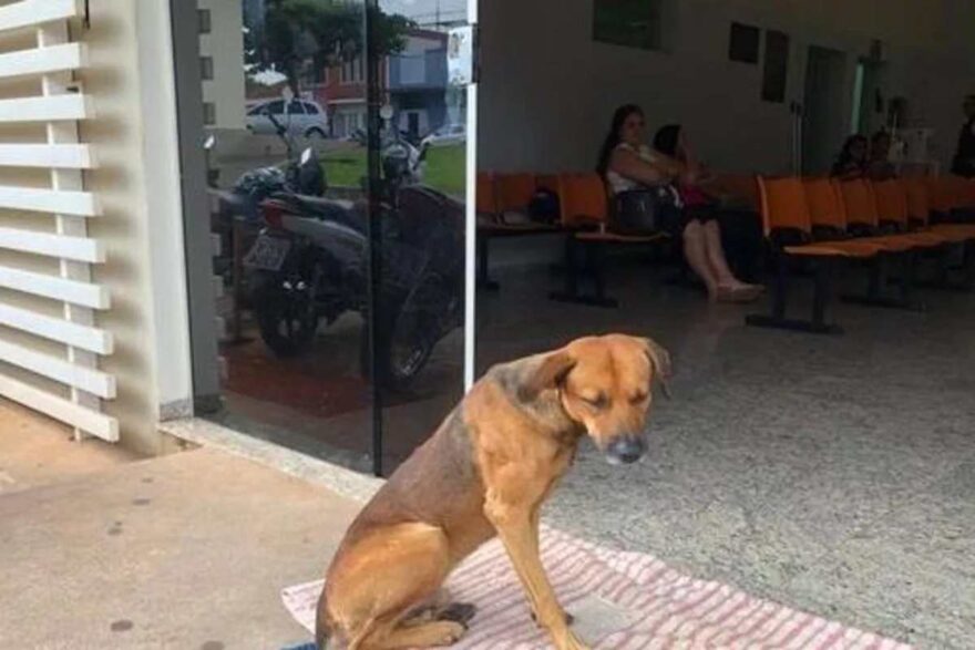 cane aspetta davanti all'ospedale