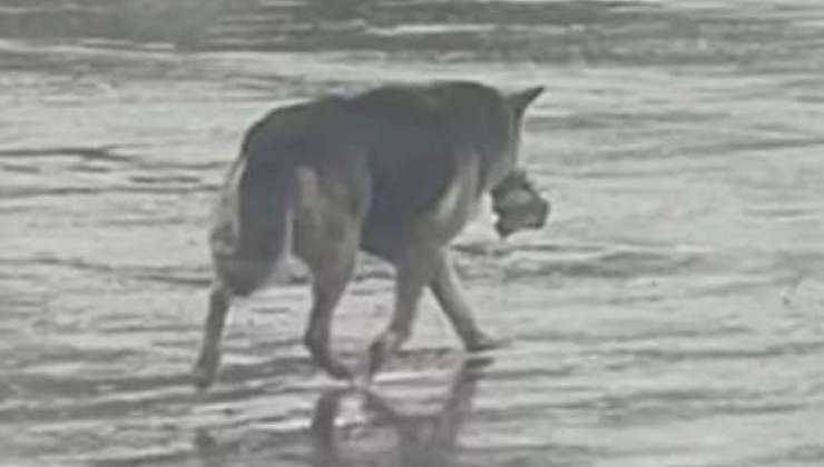 cagnetta con peluche