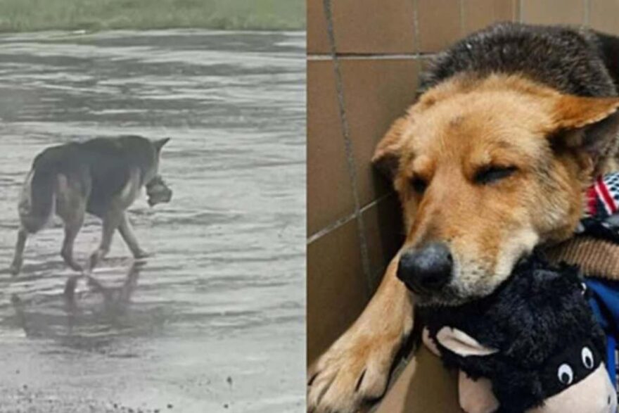 cagnolina con peluche