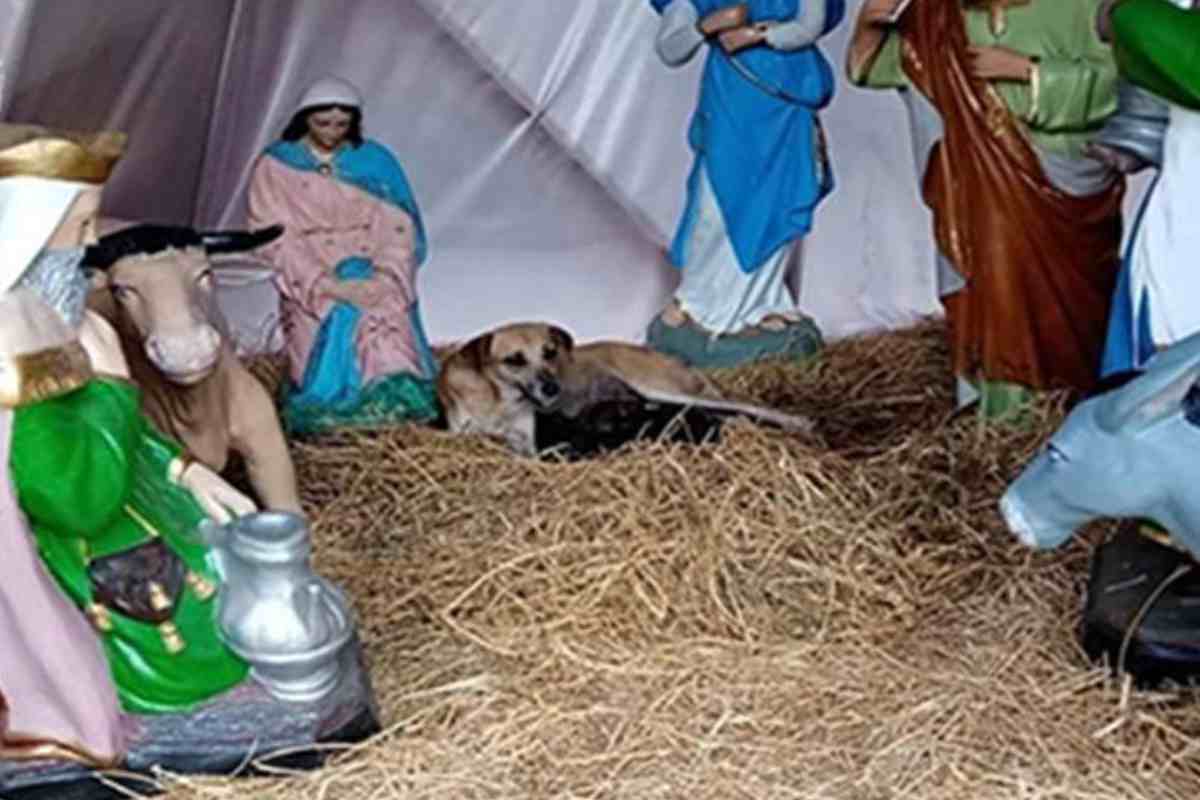 Miracolo di Natale in anticipo: in un presepe trovata una cagnolina che ha lasciato tutti senza parole