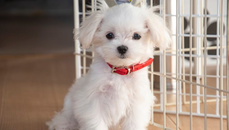 la cagnolina scomparsa dopo la rapina