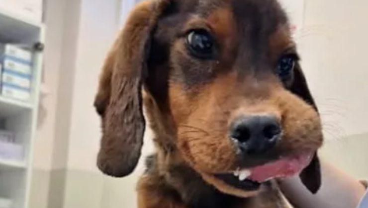 cagnolino abbandonato