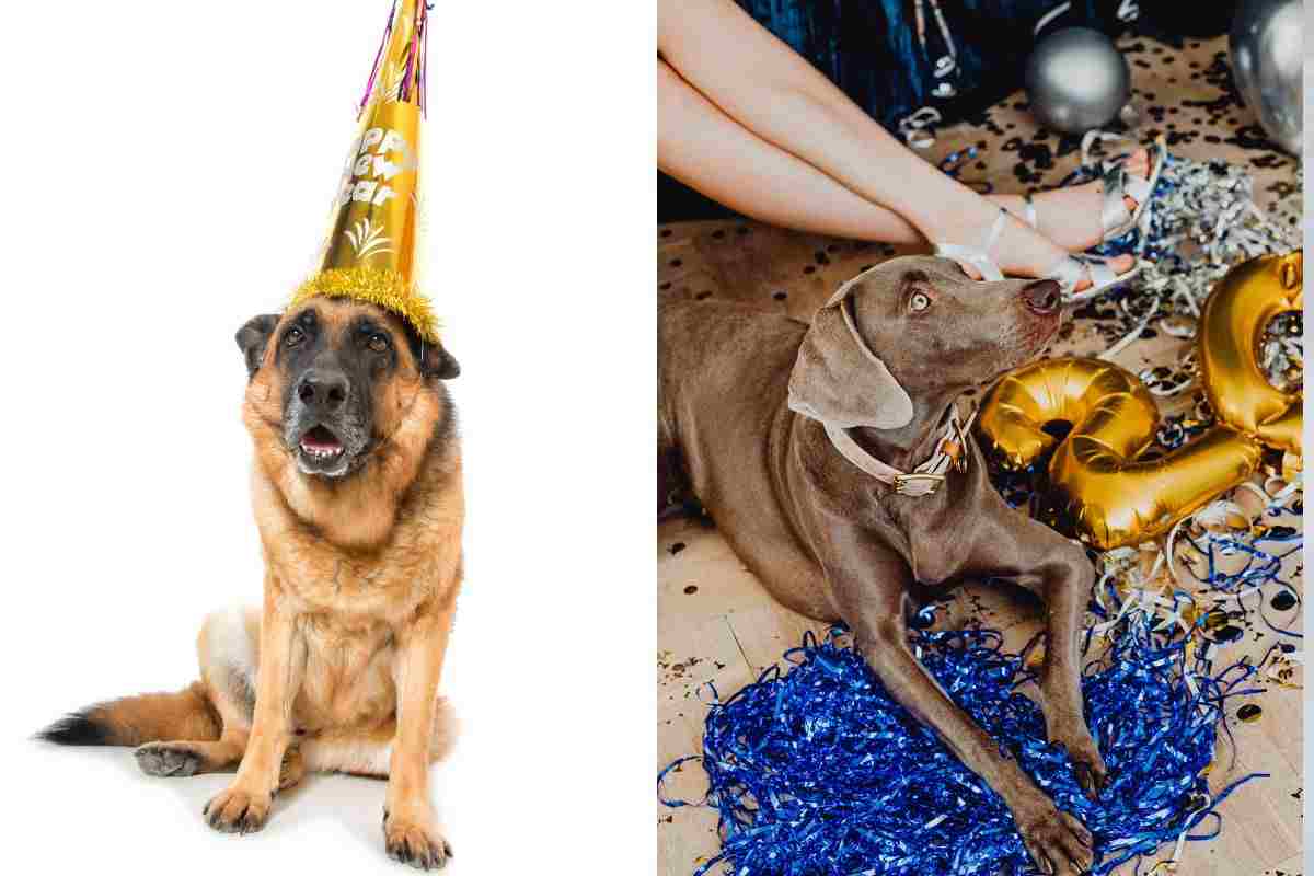 Cane a capodanno