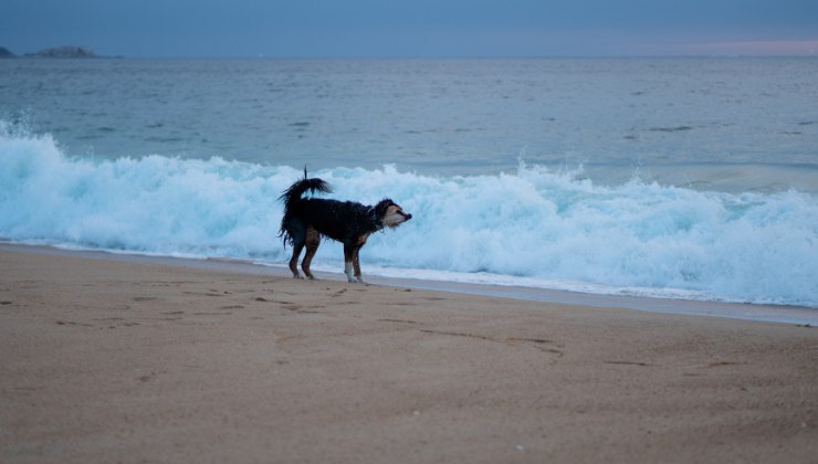 cane al mare di san diego