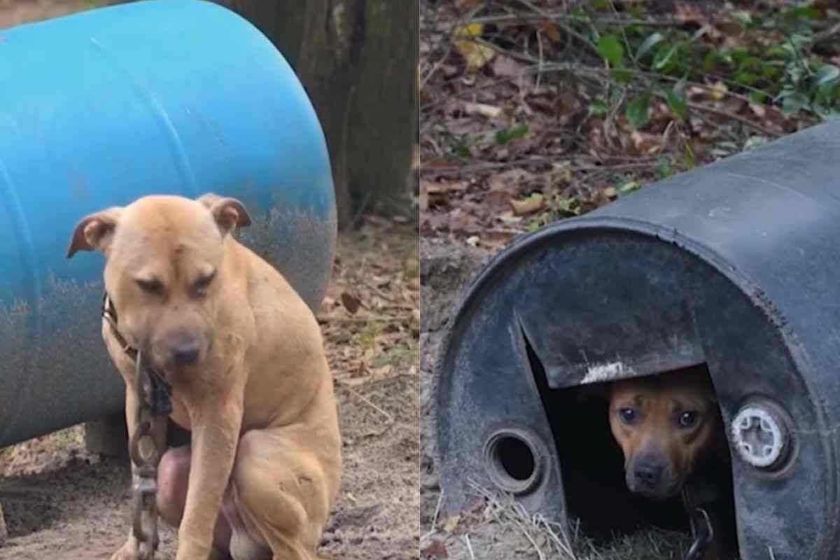 Cani legati o rinchiusi