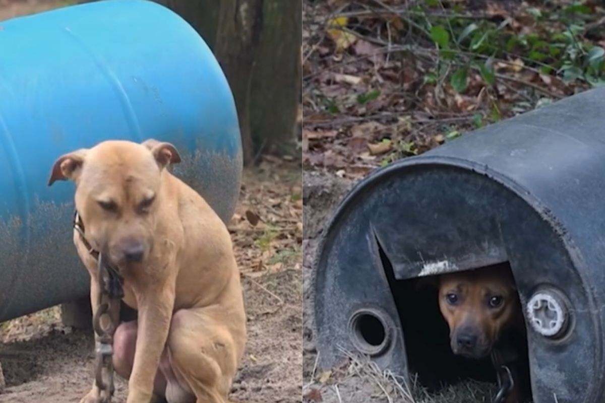 Cani da combattimento rinchiusi in barili di plastica: erano ben 80, un numero impressionante