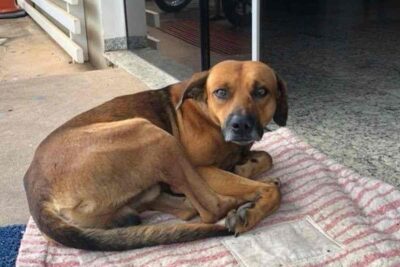 cane aspetta padrone