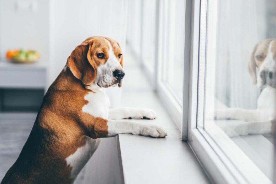 cane beagle triste per la morte dell'umano