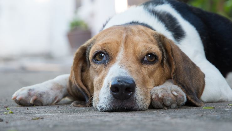 cane beagle