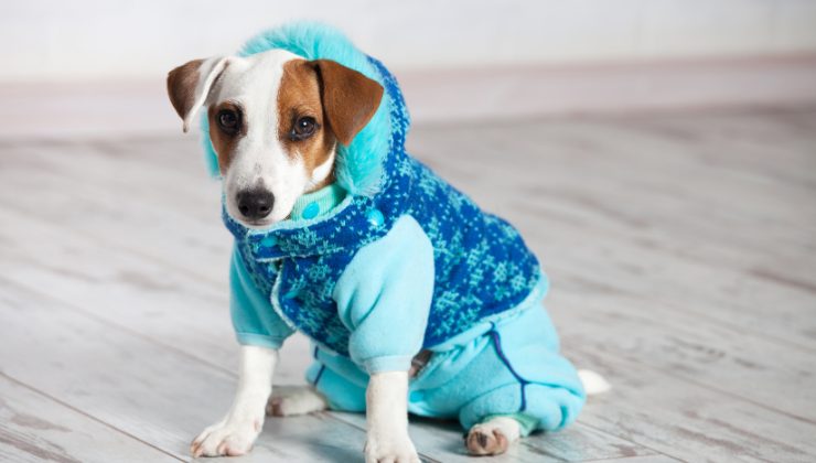 cane con cappottino