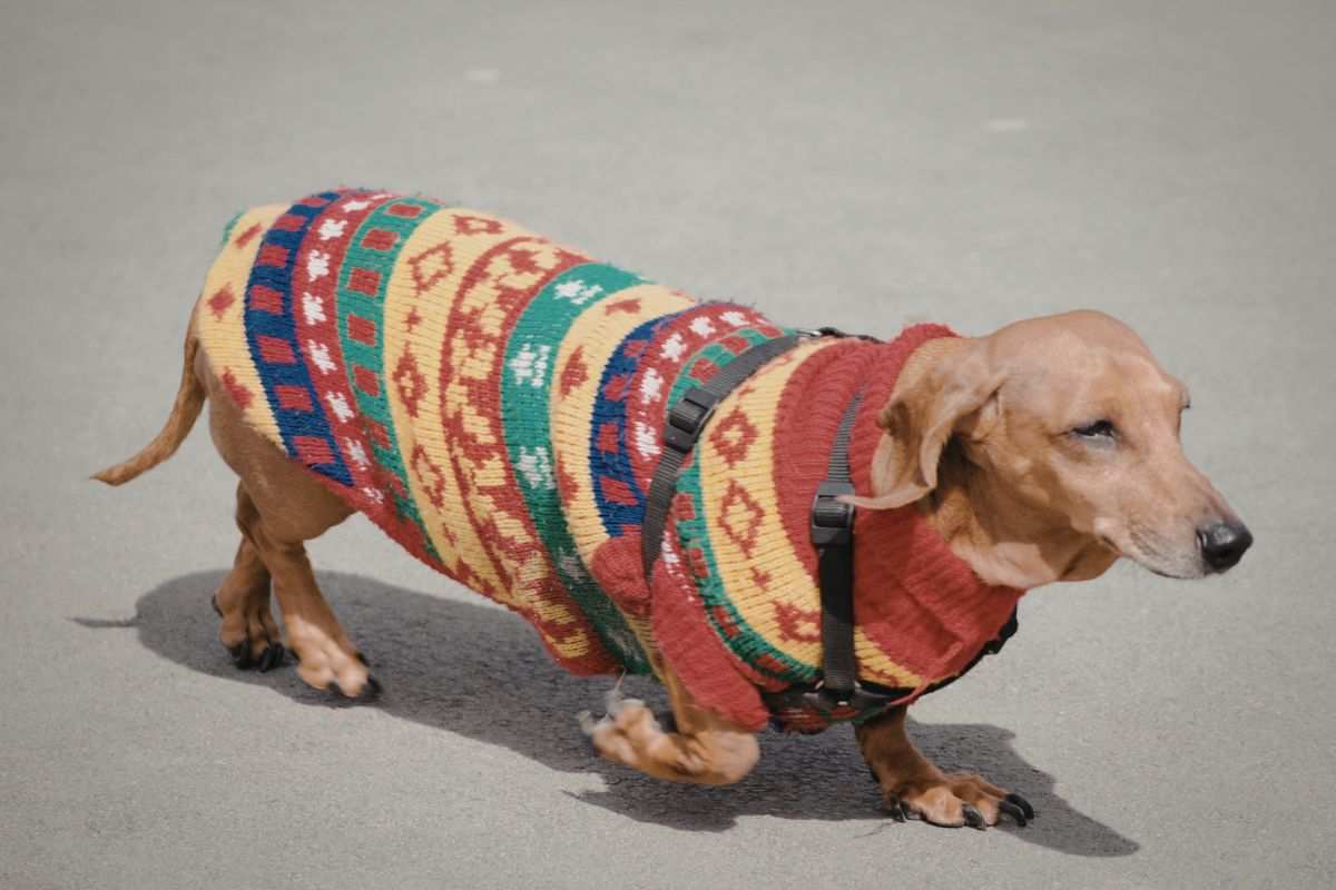 Maglioncino per cane fai da te: idee e tutorial per Fido