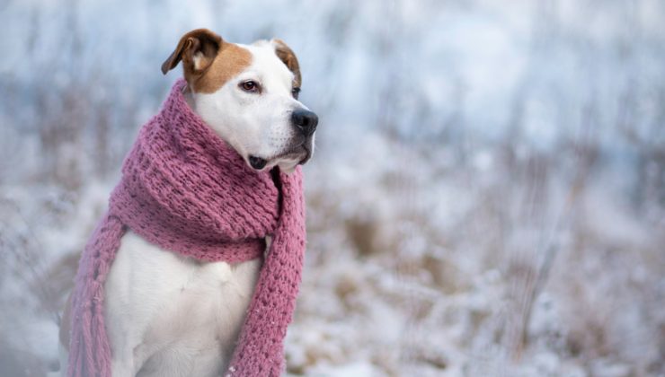 cane con sciarpa