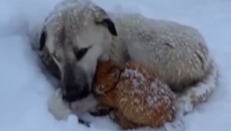 cane e gatto abbracciati