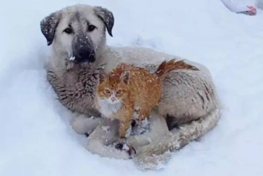 cane e gatto abbracciati